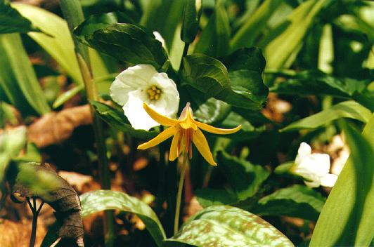 Trillium and Trout Lily: C-137