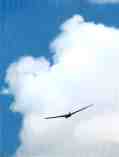 Glider over Frankfort: Q-366