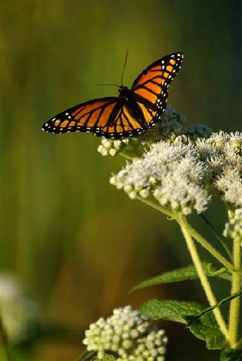 Monarch Butterfly: W-464