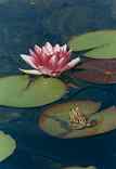 Frog on a Lily Pad: X-491
