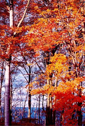 Autumn Colors: Z-531
